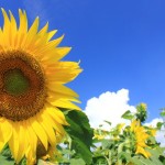 夏季休業のお知らせ　2023.8.13(日)－8.16(水)