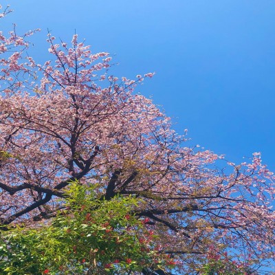 今週末はぜひお花見に！！地元・横浜と世田谷のお花見スポットに行ってきました