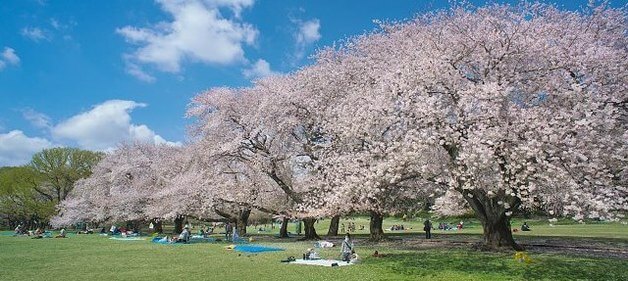 世田谷区砧公園