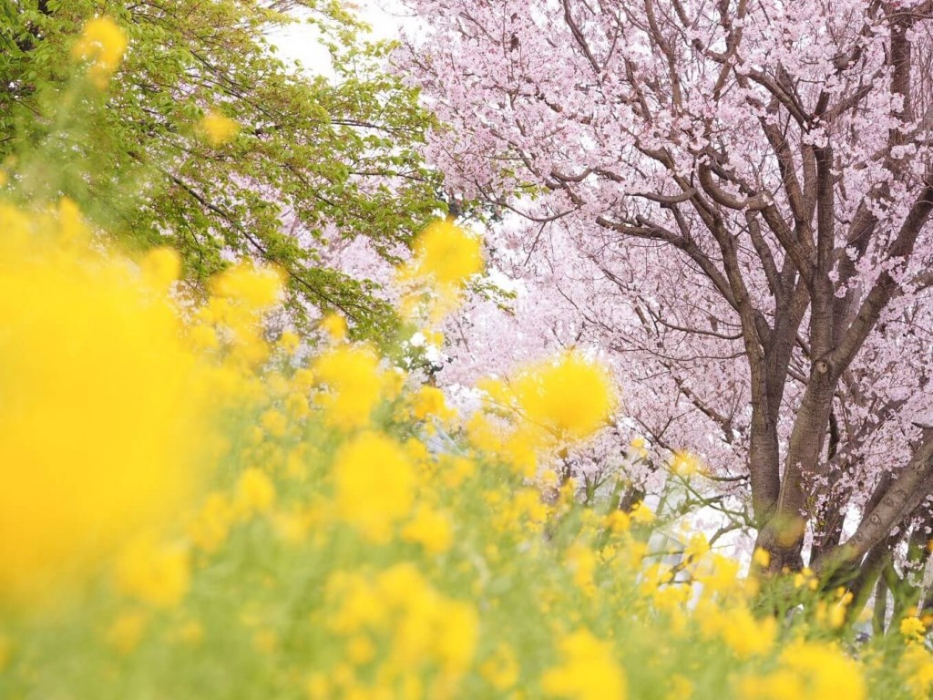 今週末はぜひお花見に！！地元・横浜と世田谷のお花見スポットに行ってきました 写真2