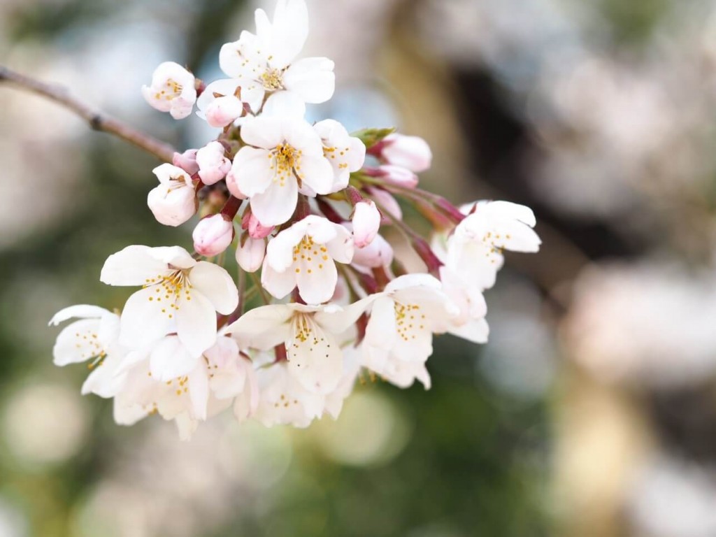 今週末はぜひお花見に！！地元・横浜と世田谷のお花見スポットに行ってきました 写真4