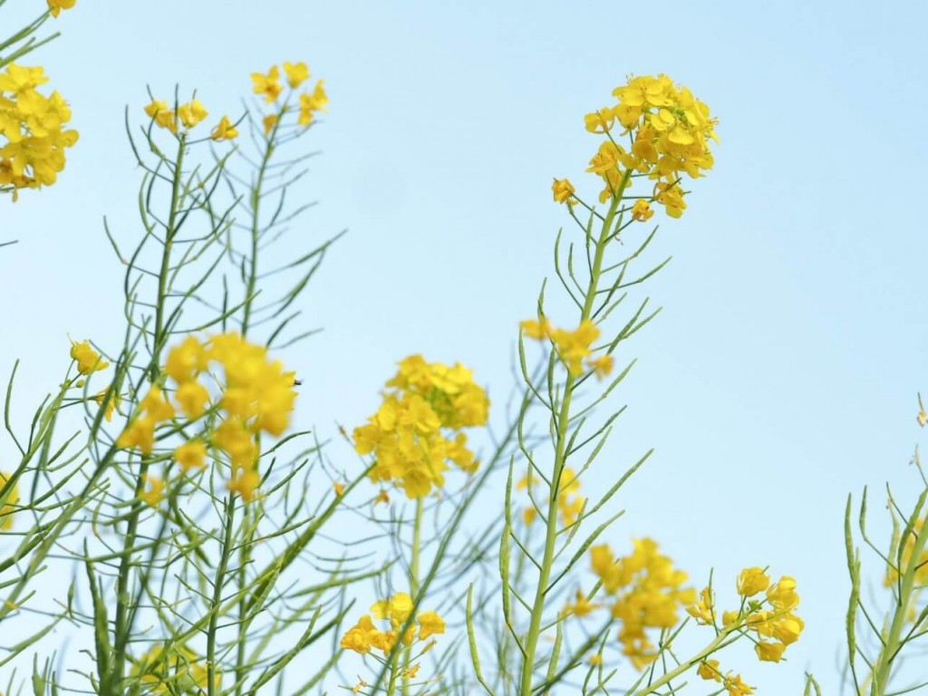 今週末はぜひお花見に！！地元・横浜と世田谷のお花見スポットに行ってきました 写真3