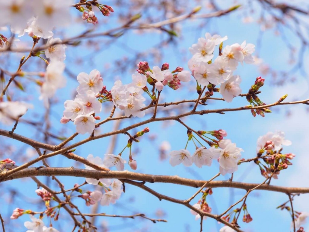 今週末はぜひお花見に！！地元・横浜と世田谷のお花見スポットに行ってきました 写真9