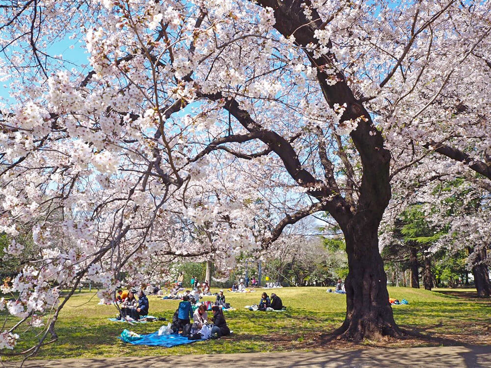 今週末はぜひお花見に！！地元・横浜と世田谷のお花見スポットに行ってきました 写真5