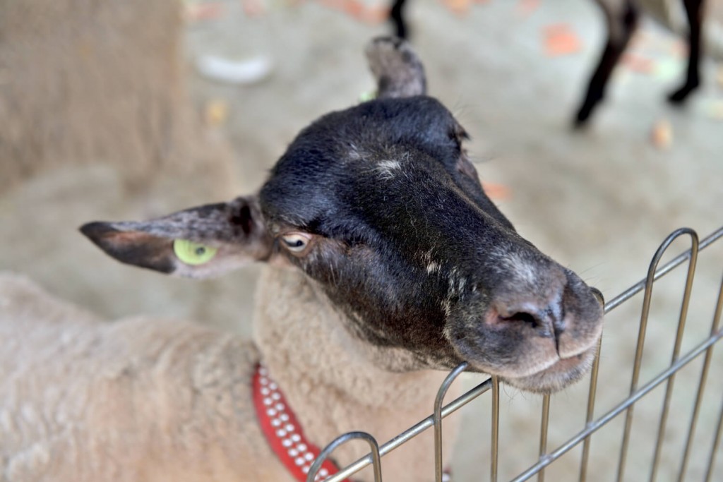 横浜市港北区の憩いの場・綱島公園の移動動物園！写真⑥