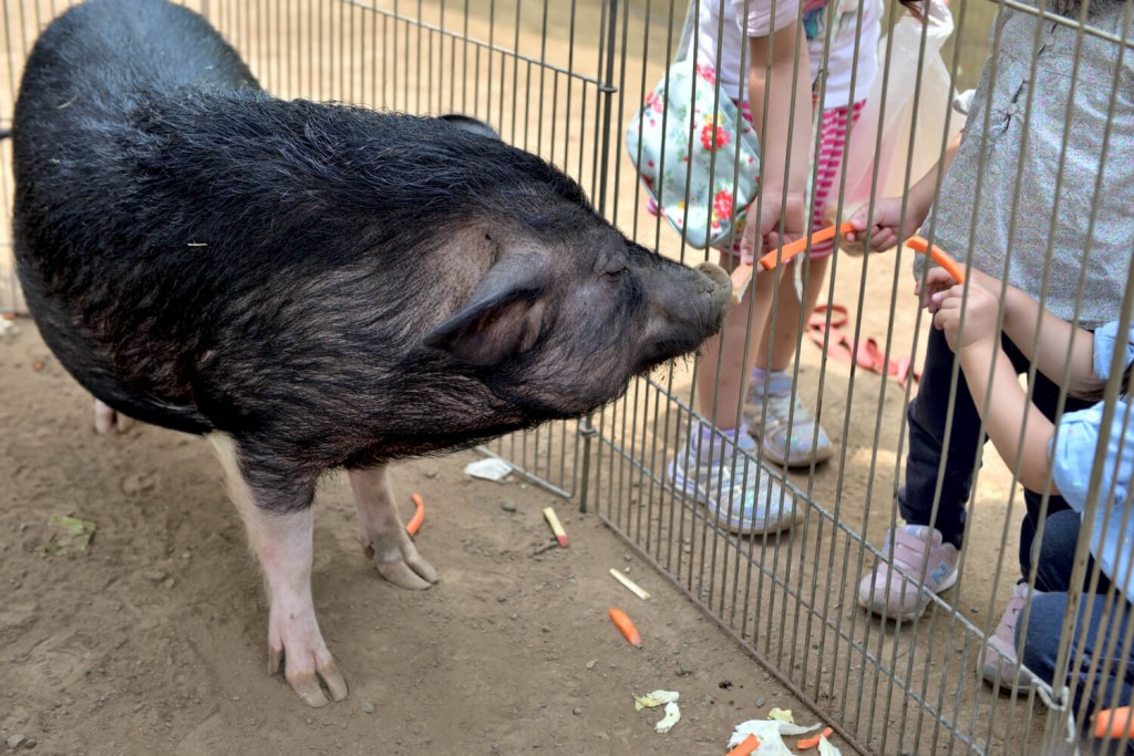 横浜市港北区の憩いの場・綱島公園の移動動物園！写真⑤