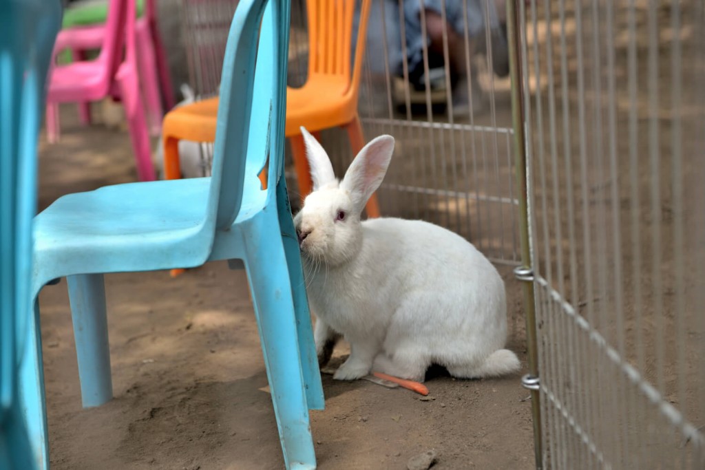 横浜市港北区の憩いの場・綱島公園の移動動物園！写真③