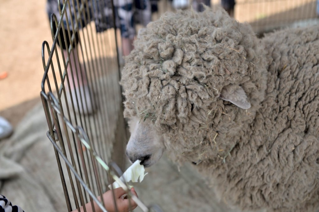 横浜市港北区の憩いの場・綱島公園の移動動物園！写真④