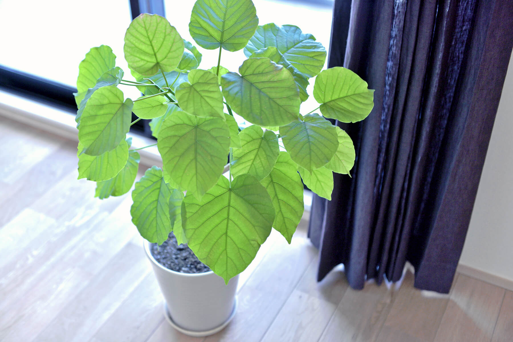 【植物日記】夢工房ショールームの観葉植物をご紹介！写真9