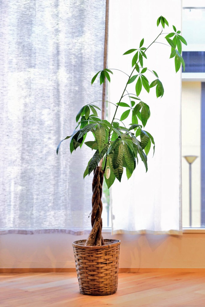 【植物日記】夢工房ショールームの観葉植物をご紹介！写真4