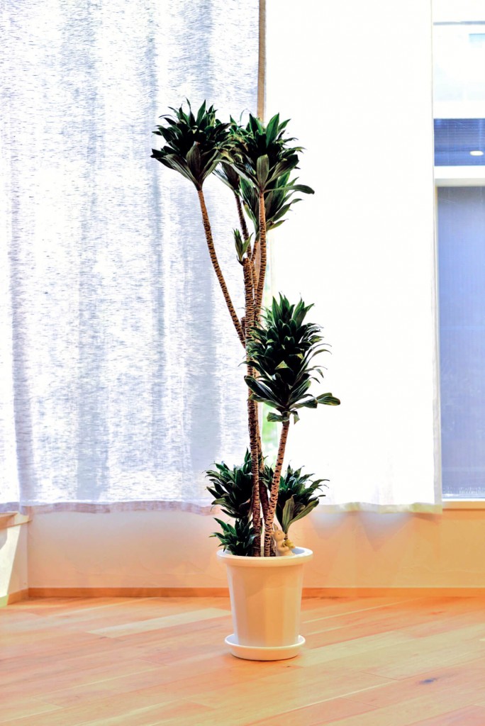 【植物日記】夢工房ショールームの観葉植物をご紹介！写真7