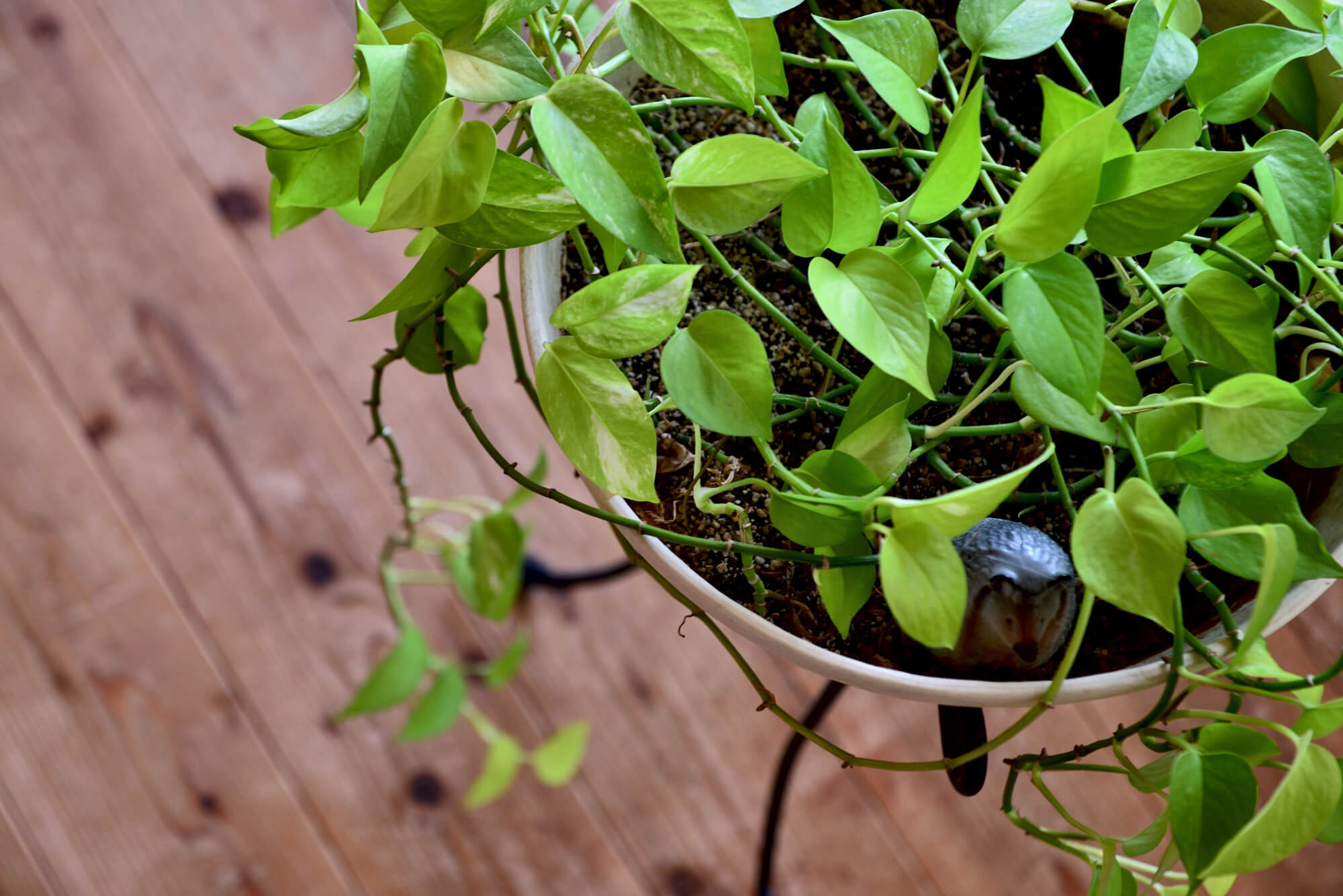 【植物日記】夢工房ショールームの観葉植物をご紹介！写真10