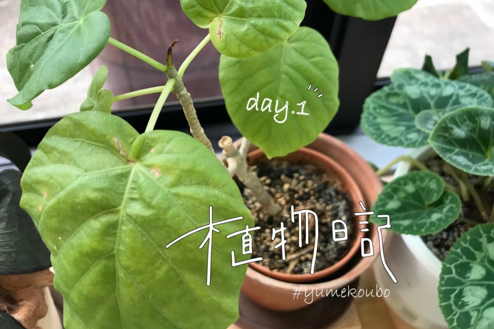 スタッフよもやま日記「【植物日記】夢工房ショールームの観葉植物をご紹介！暮らしにグリーンを添えてみませんか？」