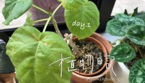 【植物日記】夢工房ショールームの観葉植物をご紹介！暮らしにグリーンを添えてみませんか？