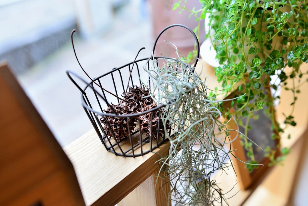 【植物日記】新宿御苑「大温室」をのんびり散歩してきました。写真5-0