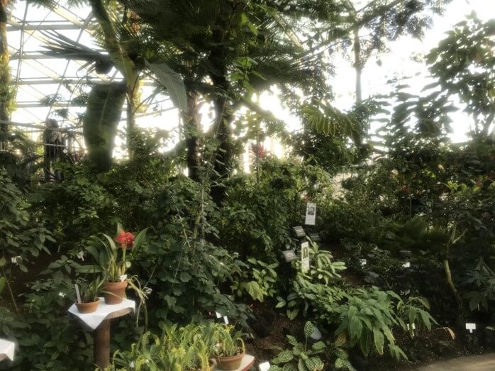 【植物日記】新宿御苑「大温室」をのんびり散歩してきました。写真5