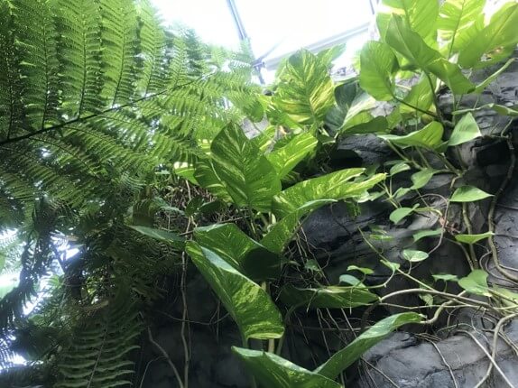 【植物日記】新宿御苑「大温室」をのんびり散歩してきました。写真7