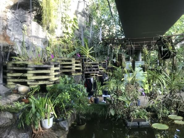 【植物日記】新宿御苑「大温室」をのんびり散歩してきました。写真9