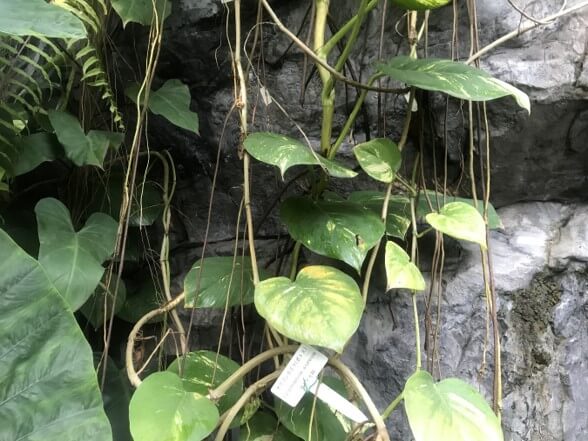 【植物日記】新宿御苑「大温室」をのんびり散歩してきました。写真6