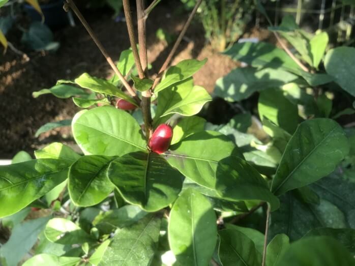 【植物日記】新宿御苑「大温室」をのんびり散歩してきました。写真2