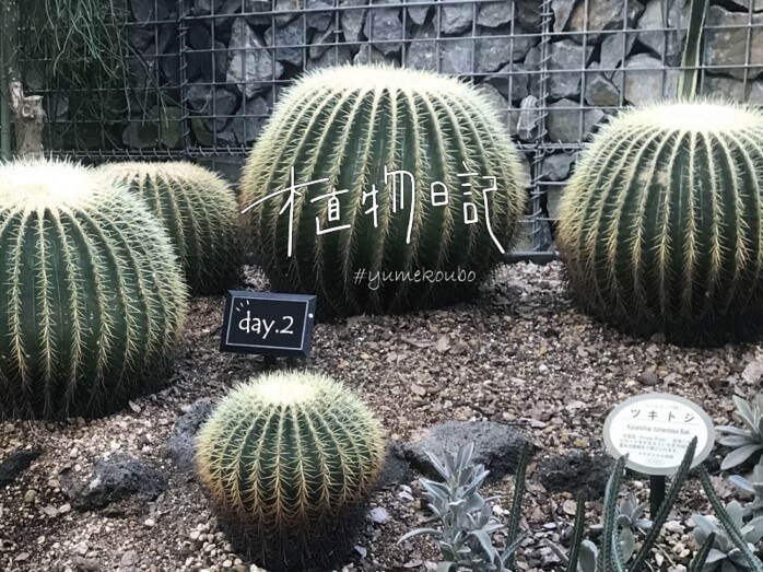 気になる店・街・場所「【植物日記】新宿御苑「大温室」をのんびり散歩してきました」