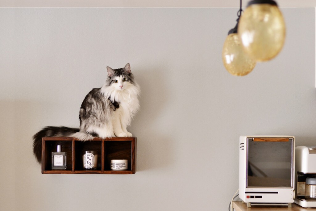 猫と暮らす家のリフォーム・リノベーションアイデア！参考事例3選付き写真14