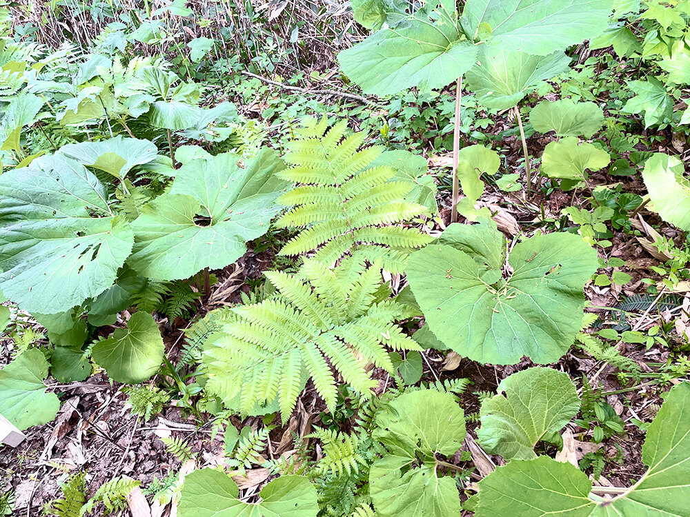 無垢フローリングのルーツを辿り北海道へ。研修レポート前編～植林体験～写真3