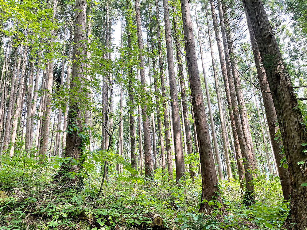 無垢フローリングのルーツを辿り北海道へ。研修レポート前編～植林体験～写真1