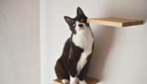 ペットが喜ぶ家づくり！猫と暮らすためのリノベーション成功事例集