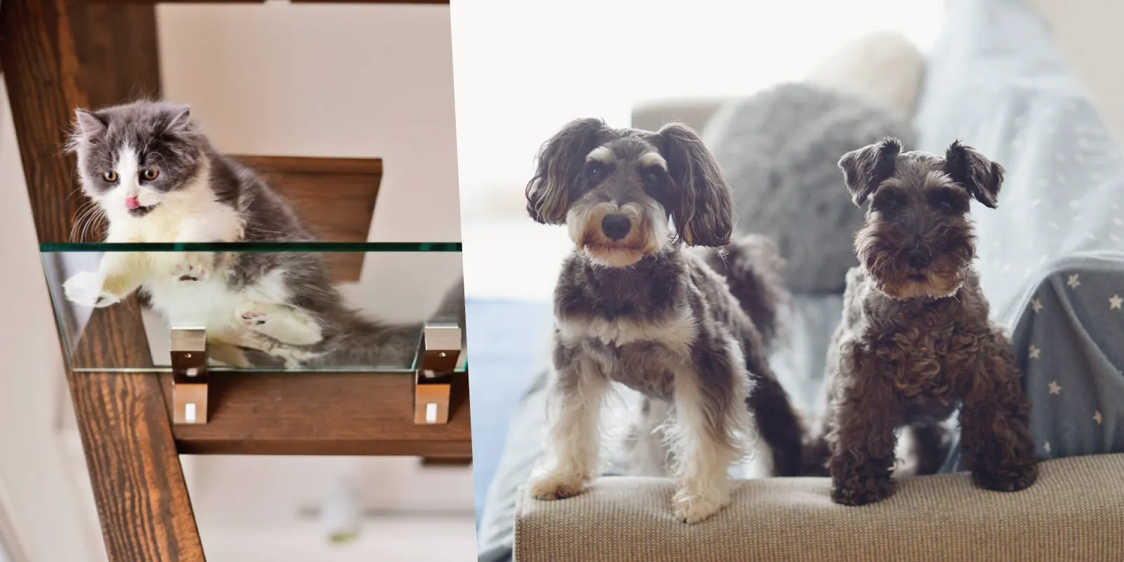 犬猫と暮らす家／ペットリノベーション・リフォーム