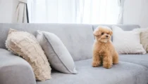 犬と暮らすリノベーションアイデア４選。ペットも快適に暮らせる家。