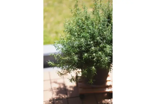 S様<!--様--> 自然素材を取り入れた暮らしはいかがですか。