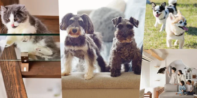 犬猫と暮らす家／ペットリノベーション・リフォーム